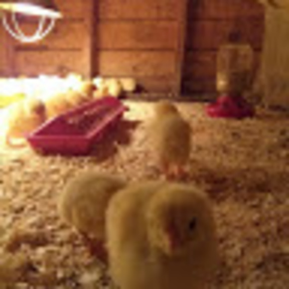 Meet your Posher, Lacy - Picture 1 of 1